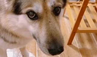 圣诞狗狗之圣诞小宝贝 圣诞狗狗之圣诞小宝贝